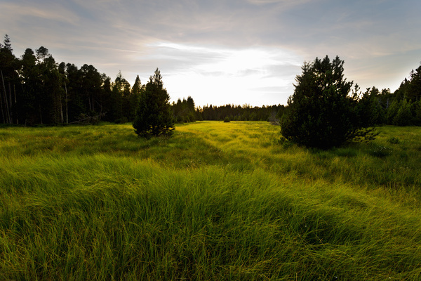 Blick ins Blindensee-Moor  Jrgen Gocke